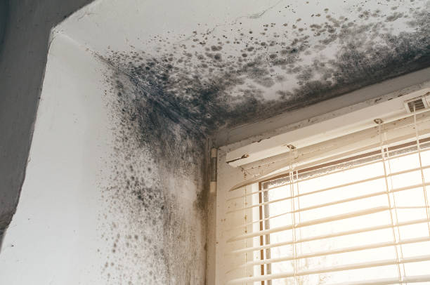 Affordable Mold Cleanup solutions in Quincy, MI